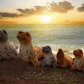 Sunny the Baby Seal – Lifelike Ocean Plush