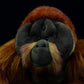 Julius the Orangutan