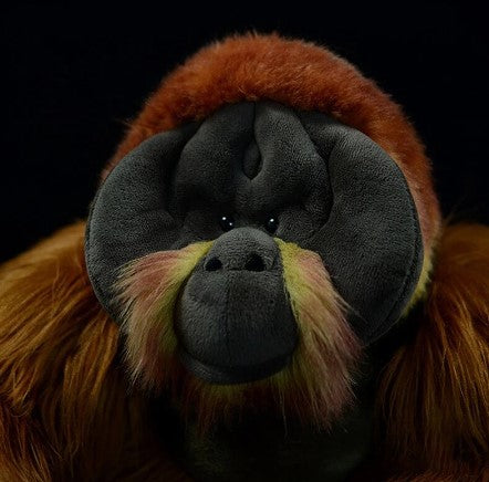 Julius the Orangutan